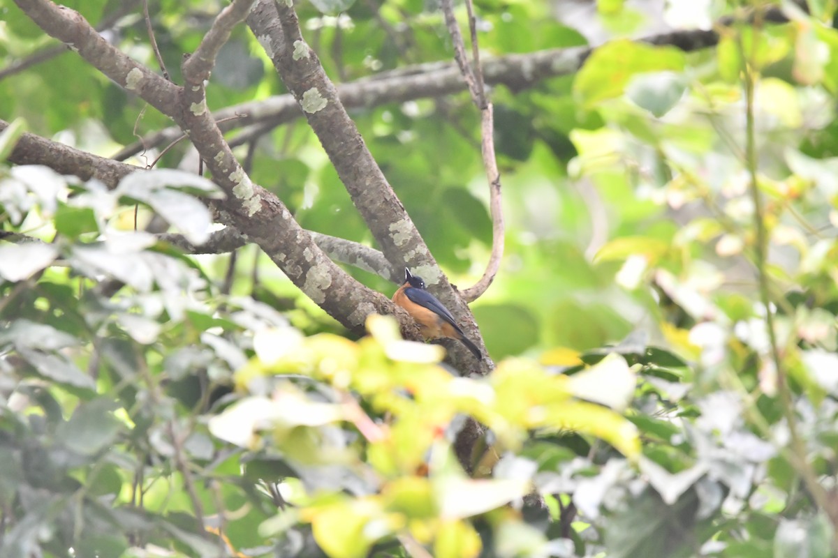 Sulawesi Blue Flycatcher - ML644076748