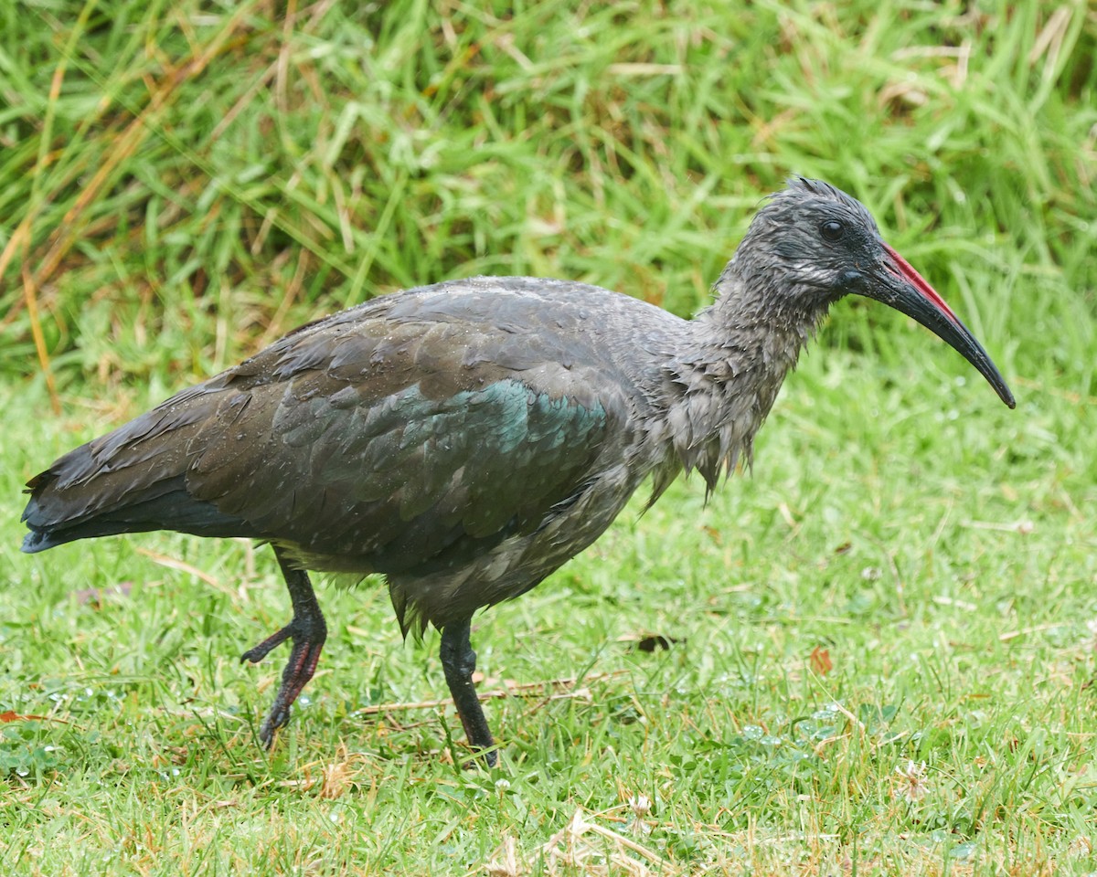 Ibis hagedash - ML644076760
