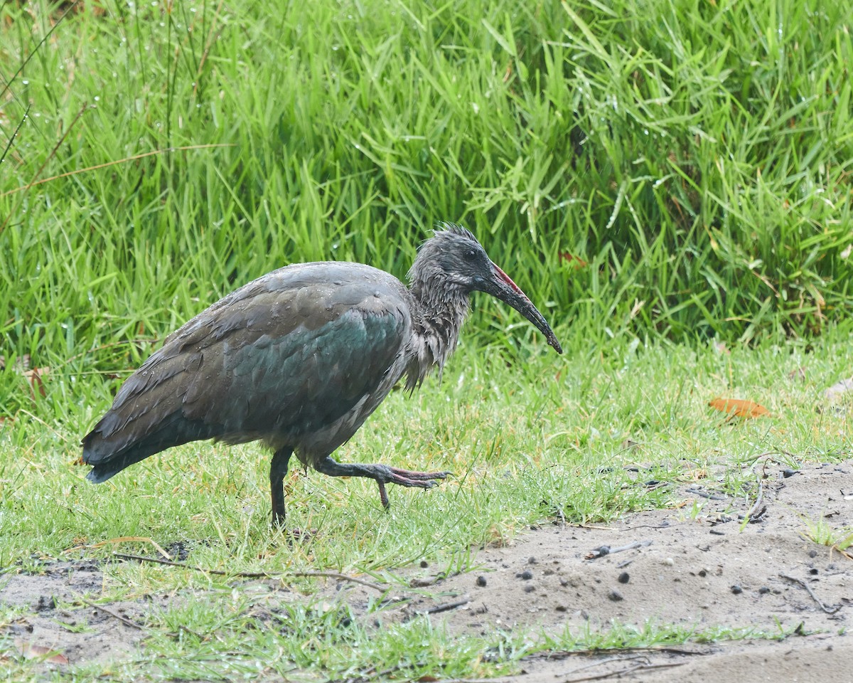 Ibis hagedash - ML644076769