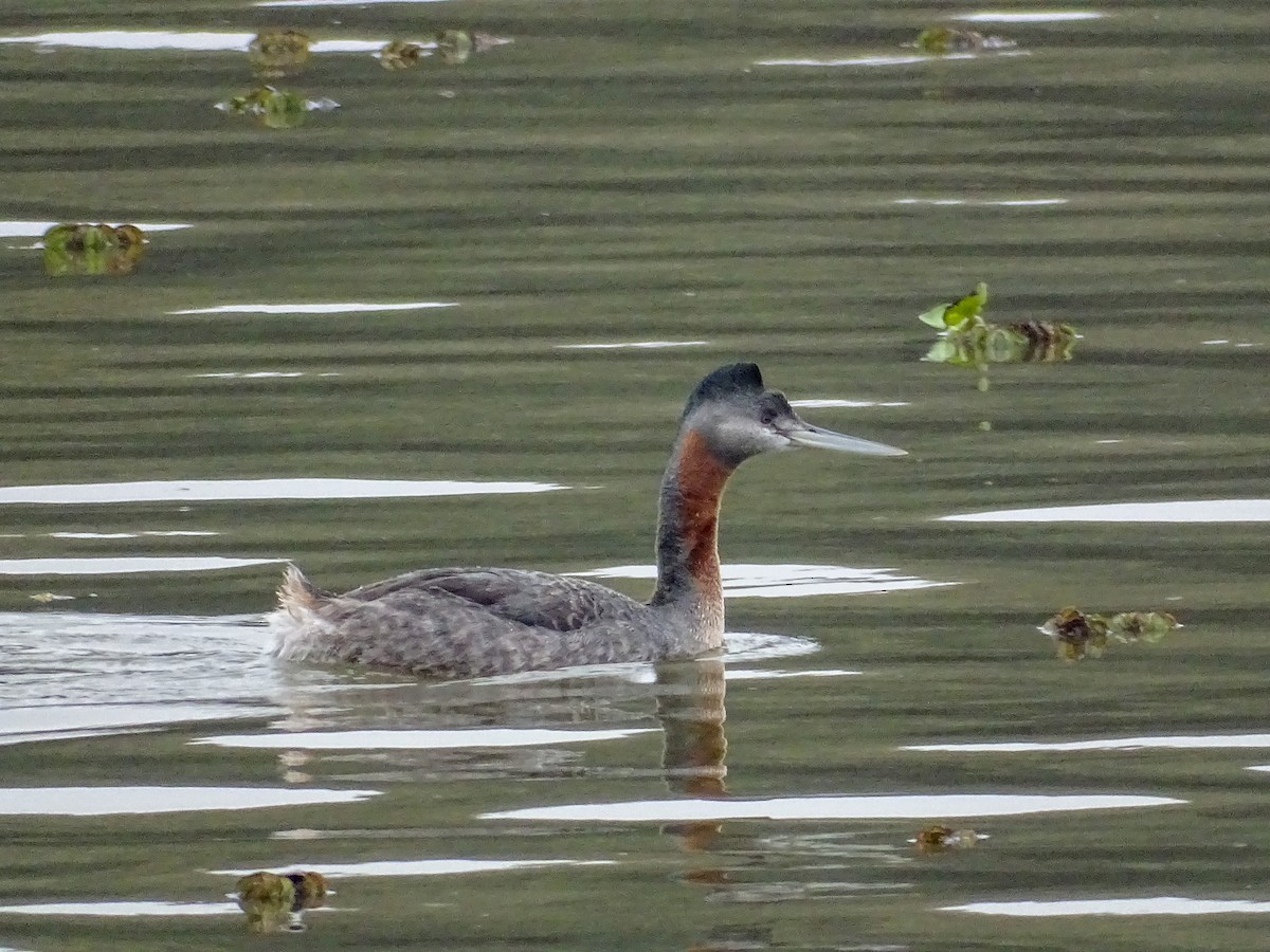 spyddykker - ML644076781