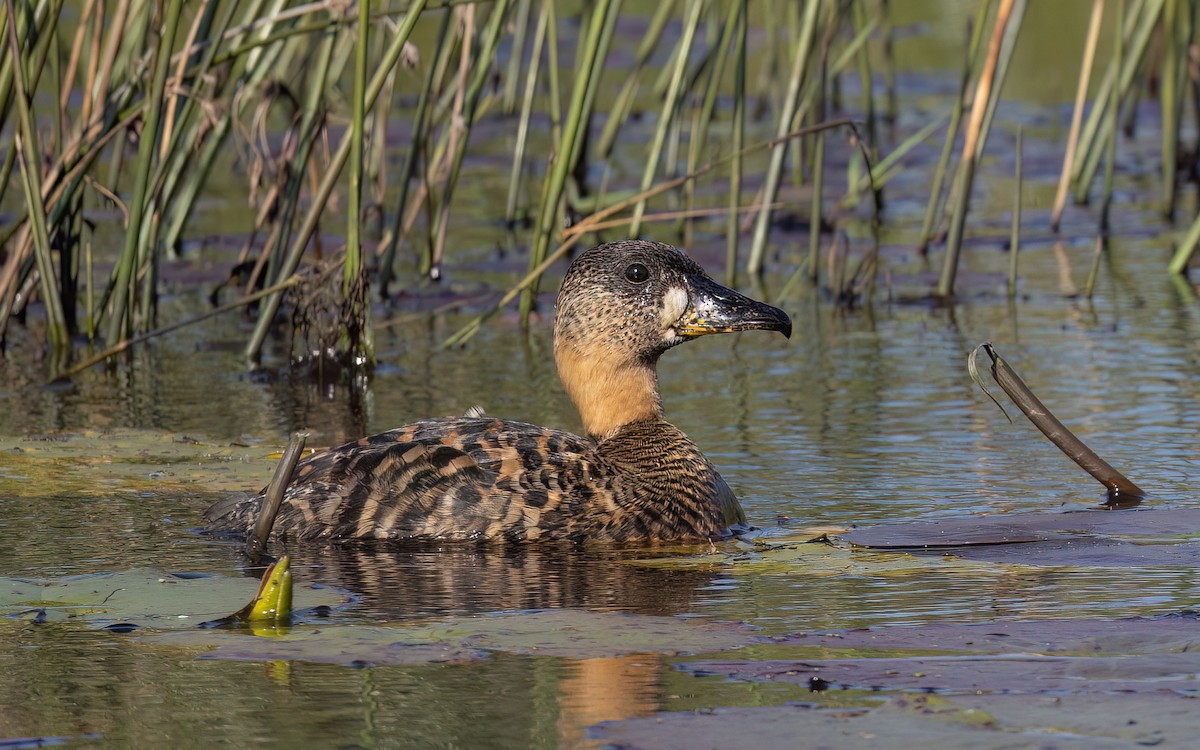 White-backed Duck - ML644076786