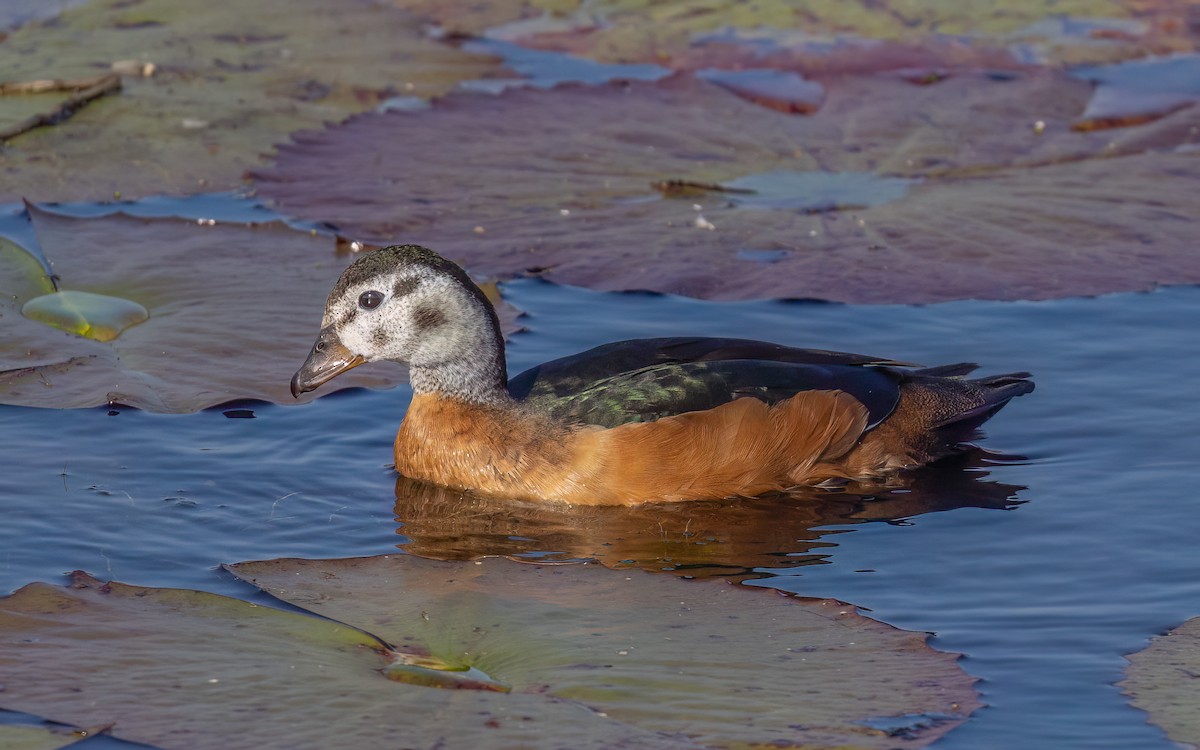African Pygmy-Goose - ML644076788