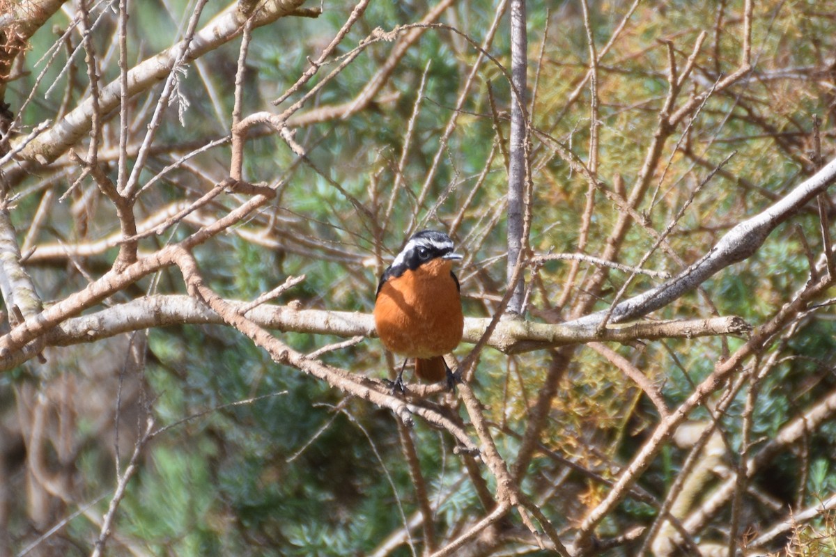 Moussier's Redstart - ML644076793