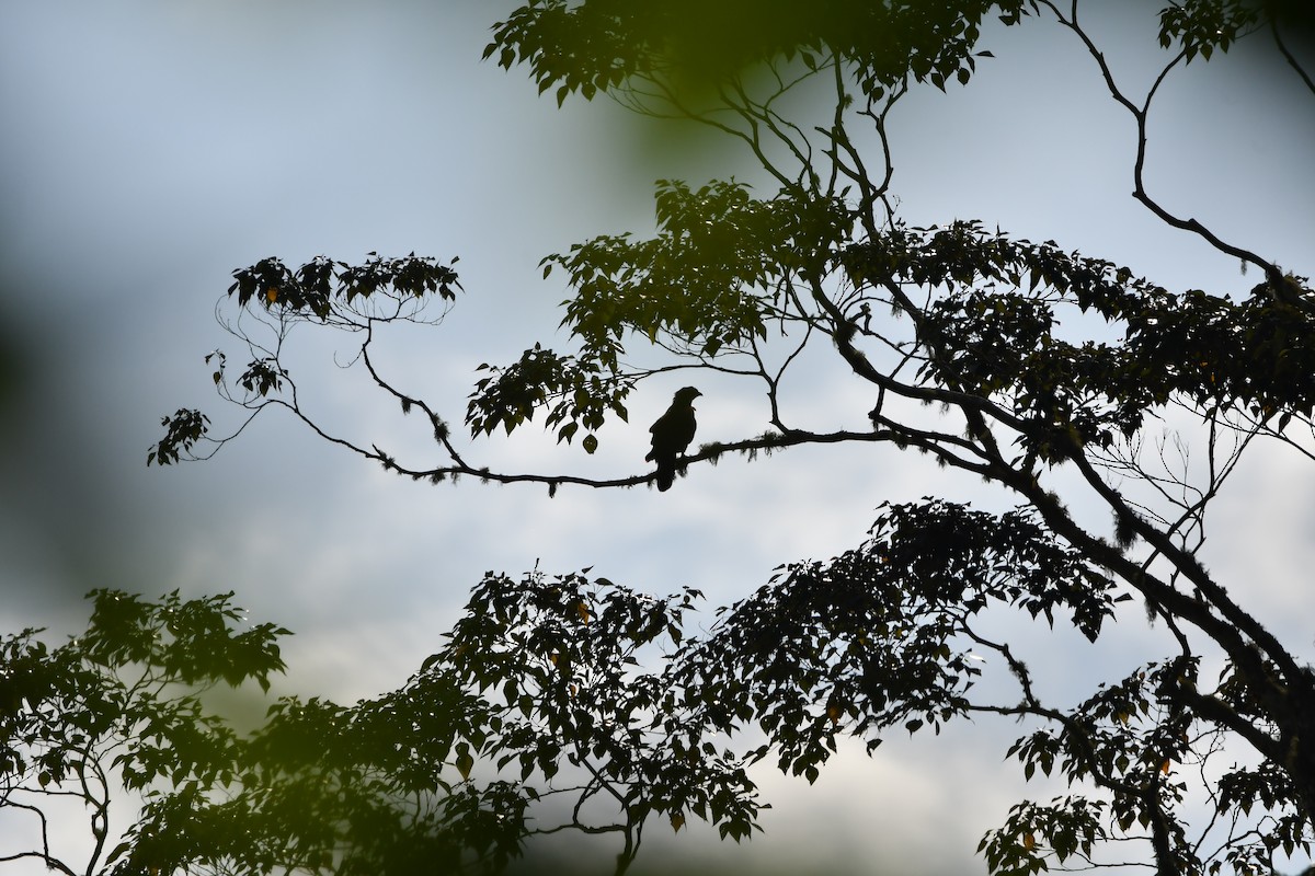 Sulawesi Honey-buzzard - ML644076805