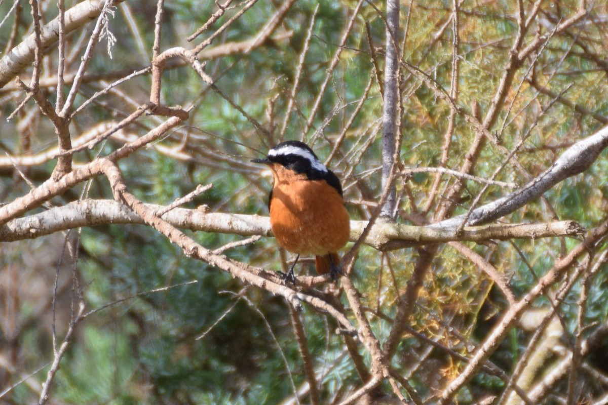 Moussier's Redstart - ML644076808