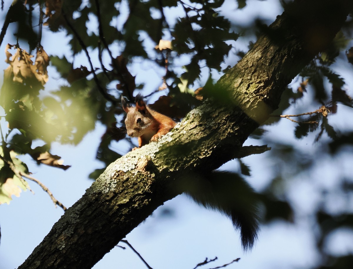 Eurasian Red Squirrel - ML644076832