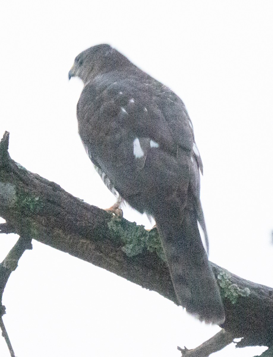 Levant Sparrowhawk - ML644076835