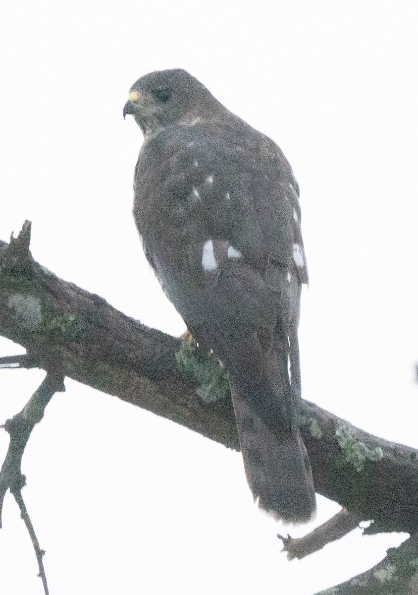Levant Sparrowhawk - ML644076836