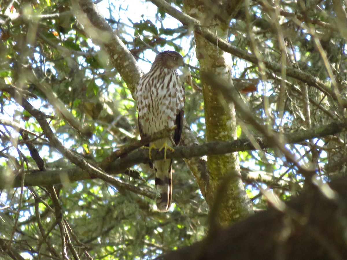 Cooper's Hawk - ML644076840