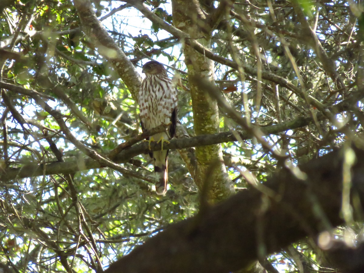 Cooper's Hawk - ML644076841