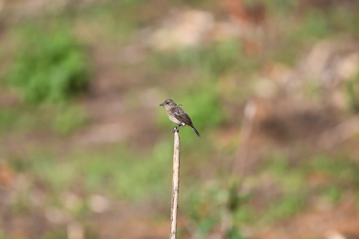 Pied Bushchat - ML644076842