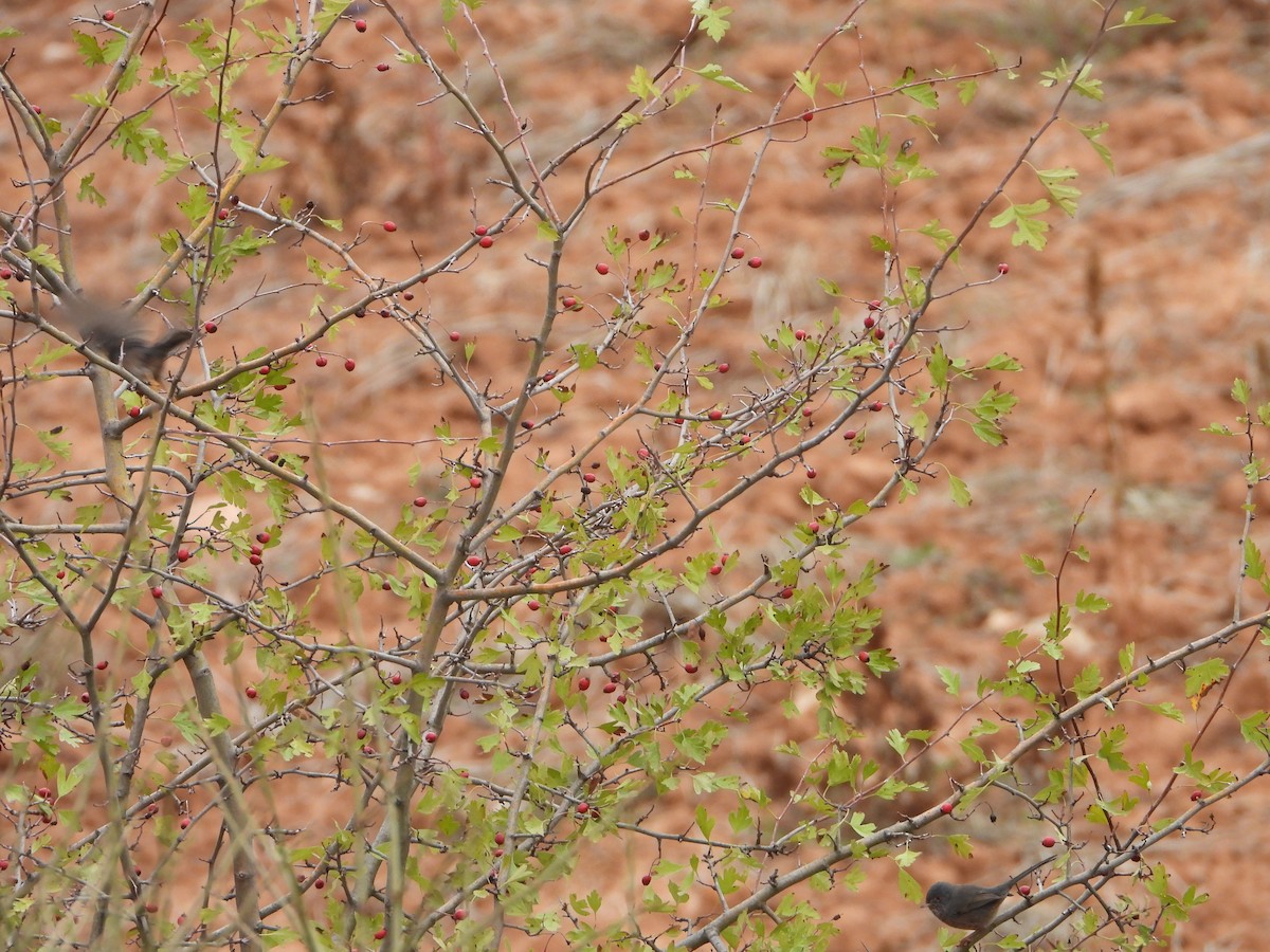 Magnanina comune - ML644076844