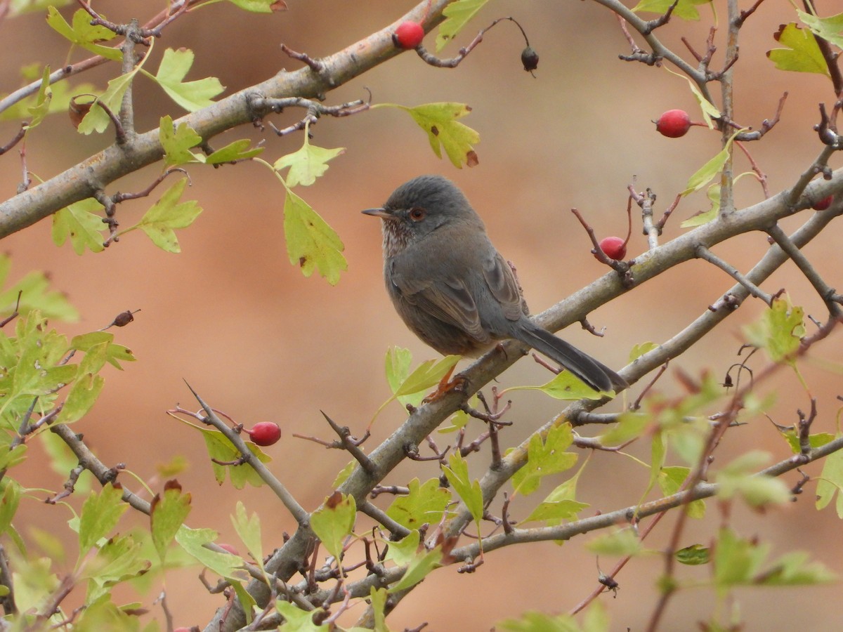 Magnanina comune - ML644076845