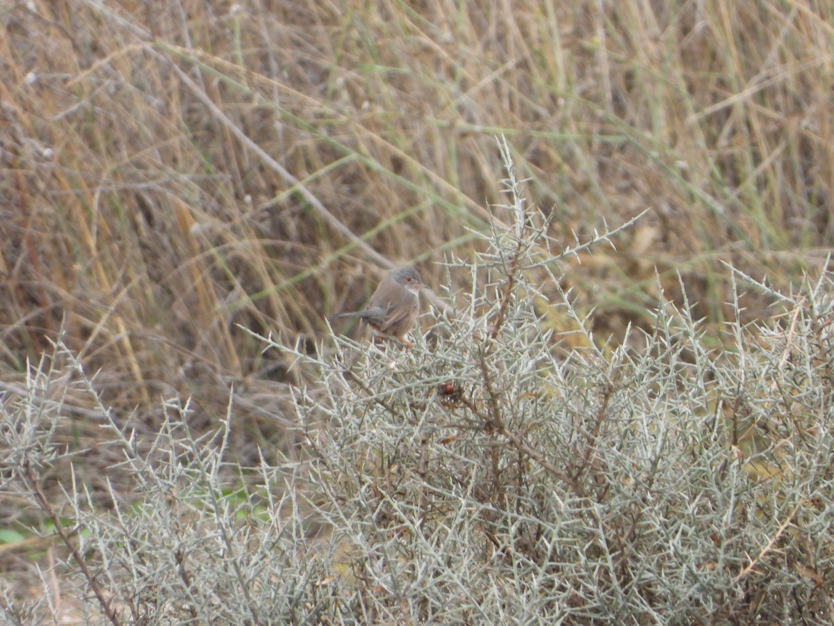 Magnanina comune - ML644076846