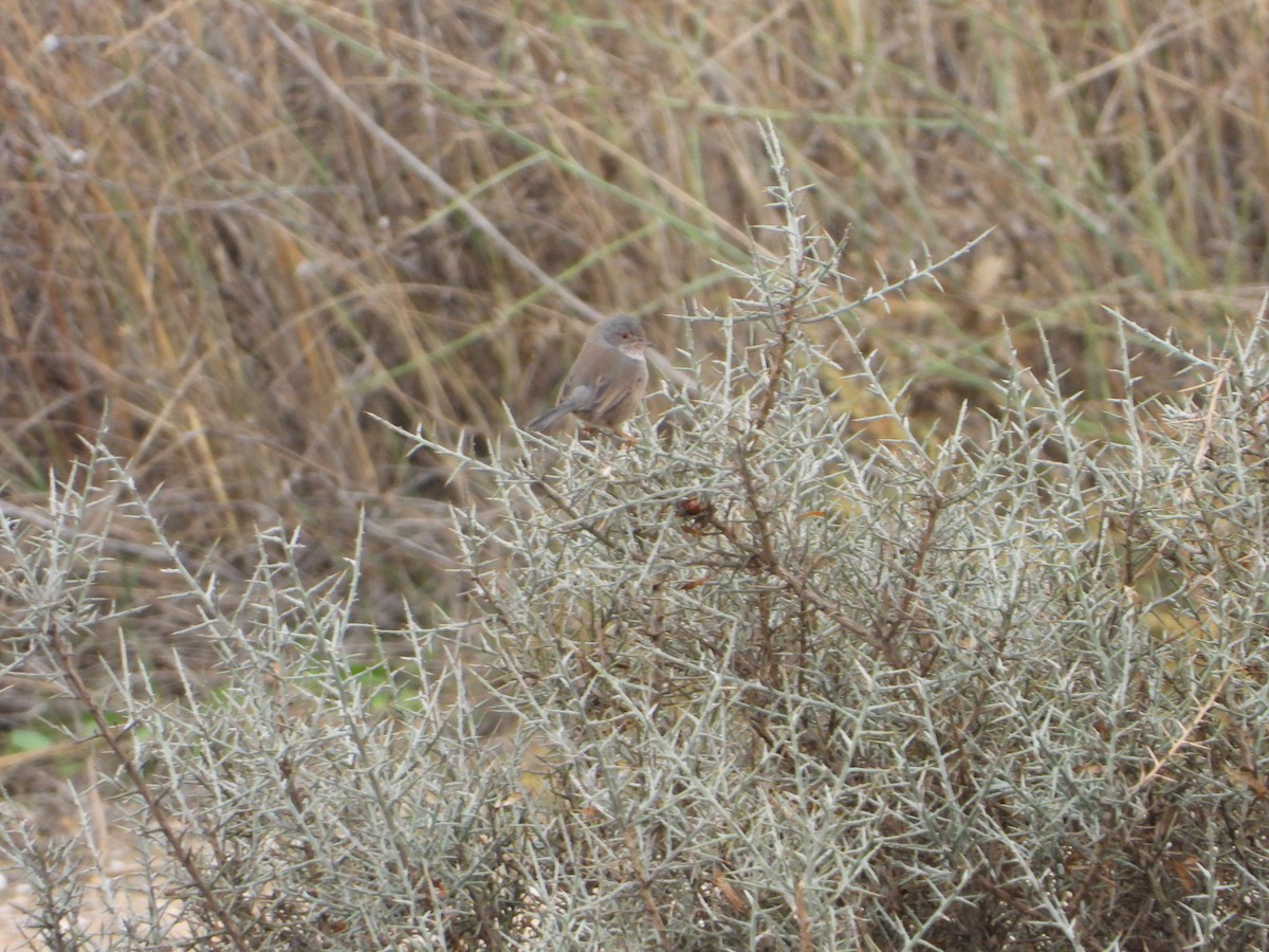 Magnanina comune - ML644076847