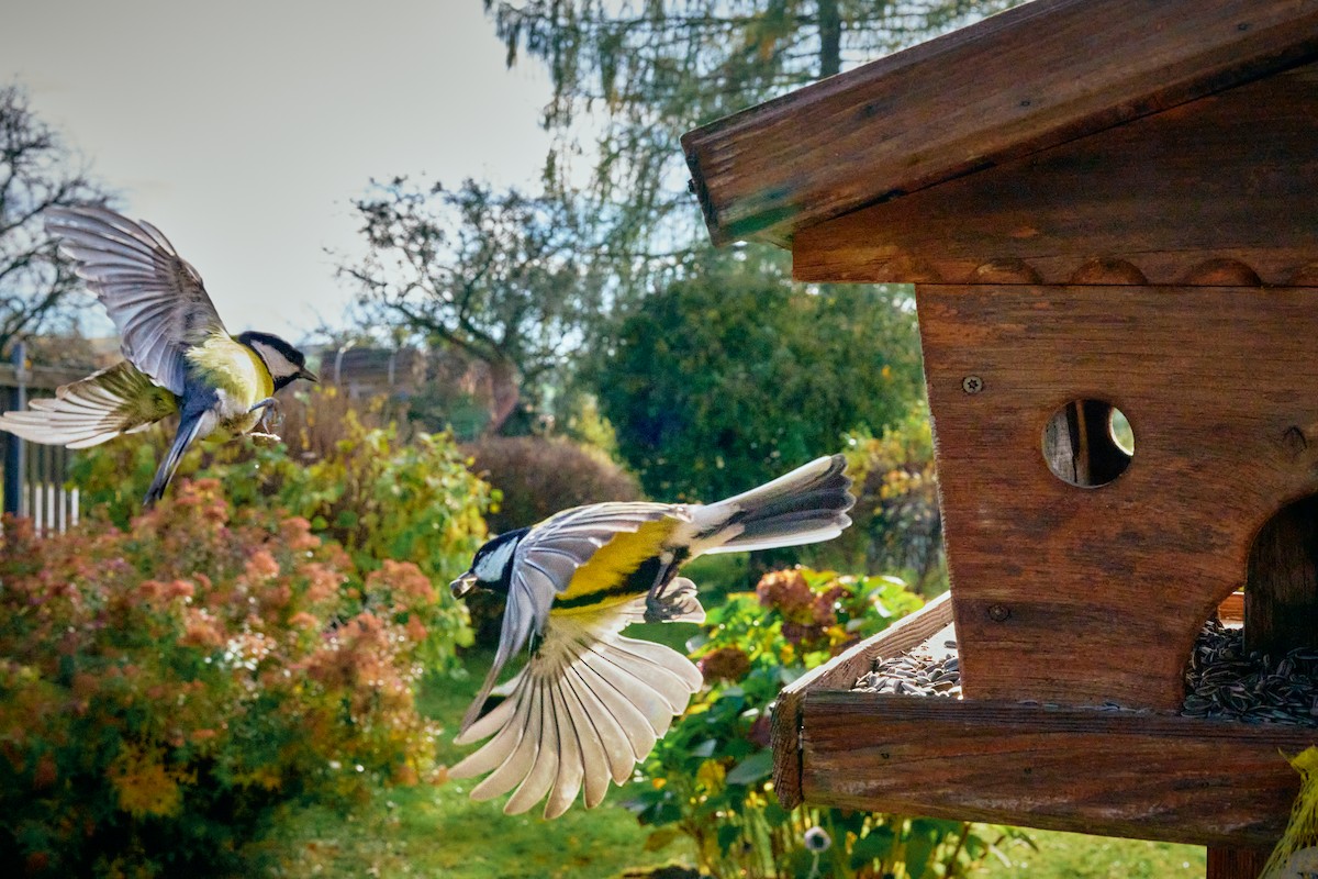 Great Tit - ML644076851