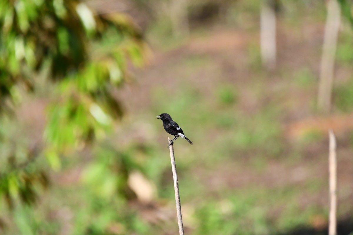 Pied Bushchat - ML644076852