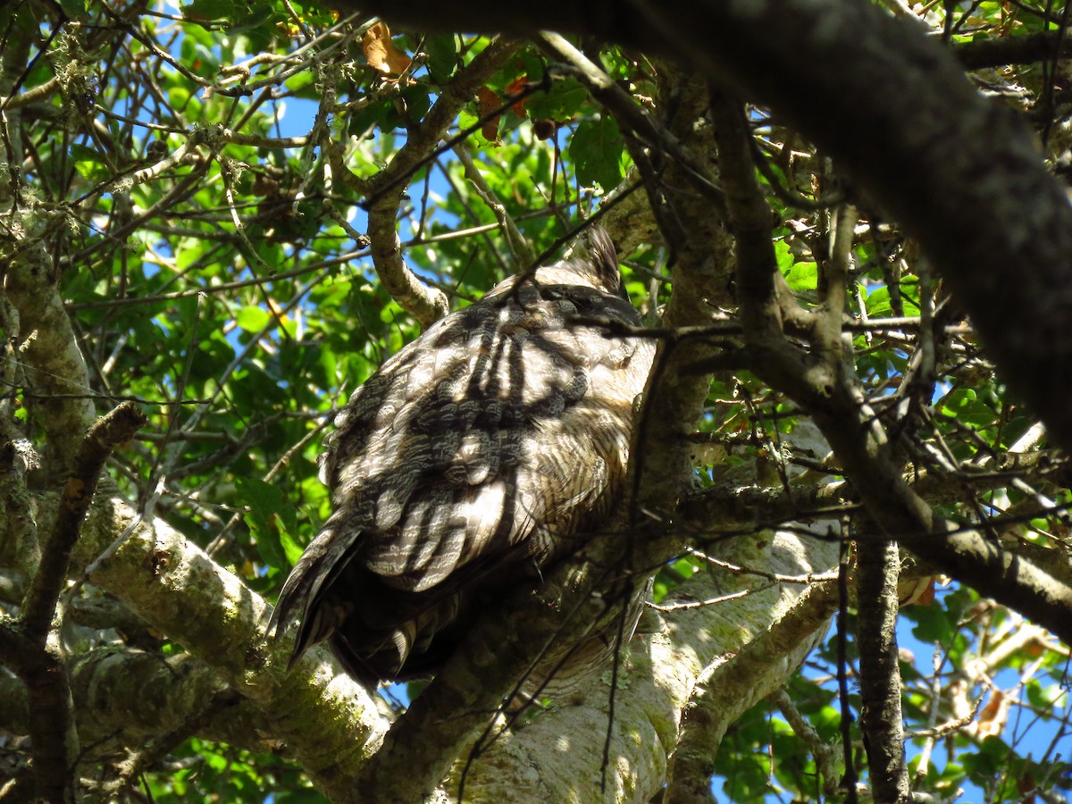 Great Horned Owl - ML644076853