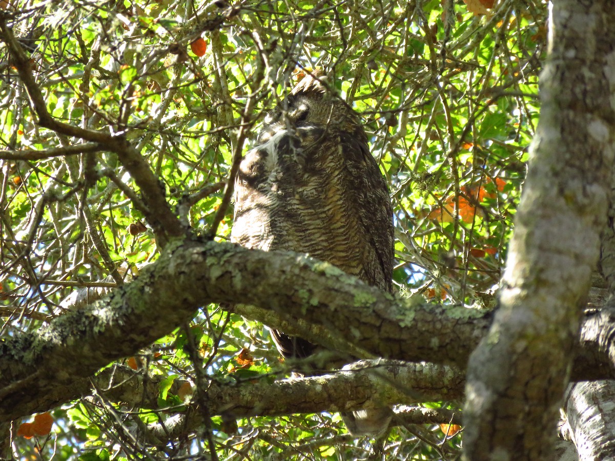 Great Horned Owl - ML644076855