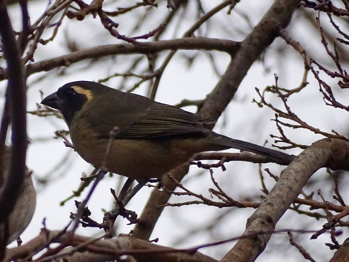 oransjenebbsaltator - ML644076867