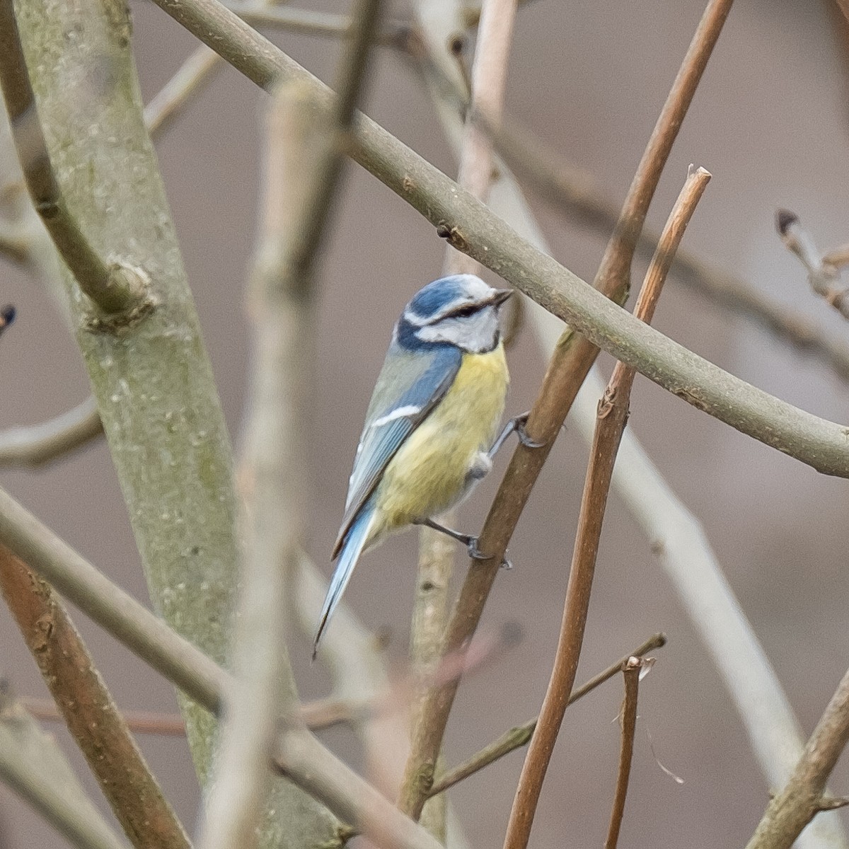 Eurasian Blue Tit - ML644076896