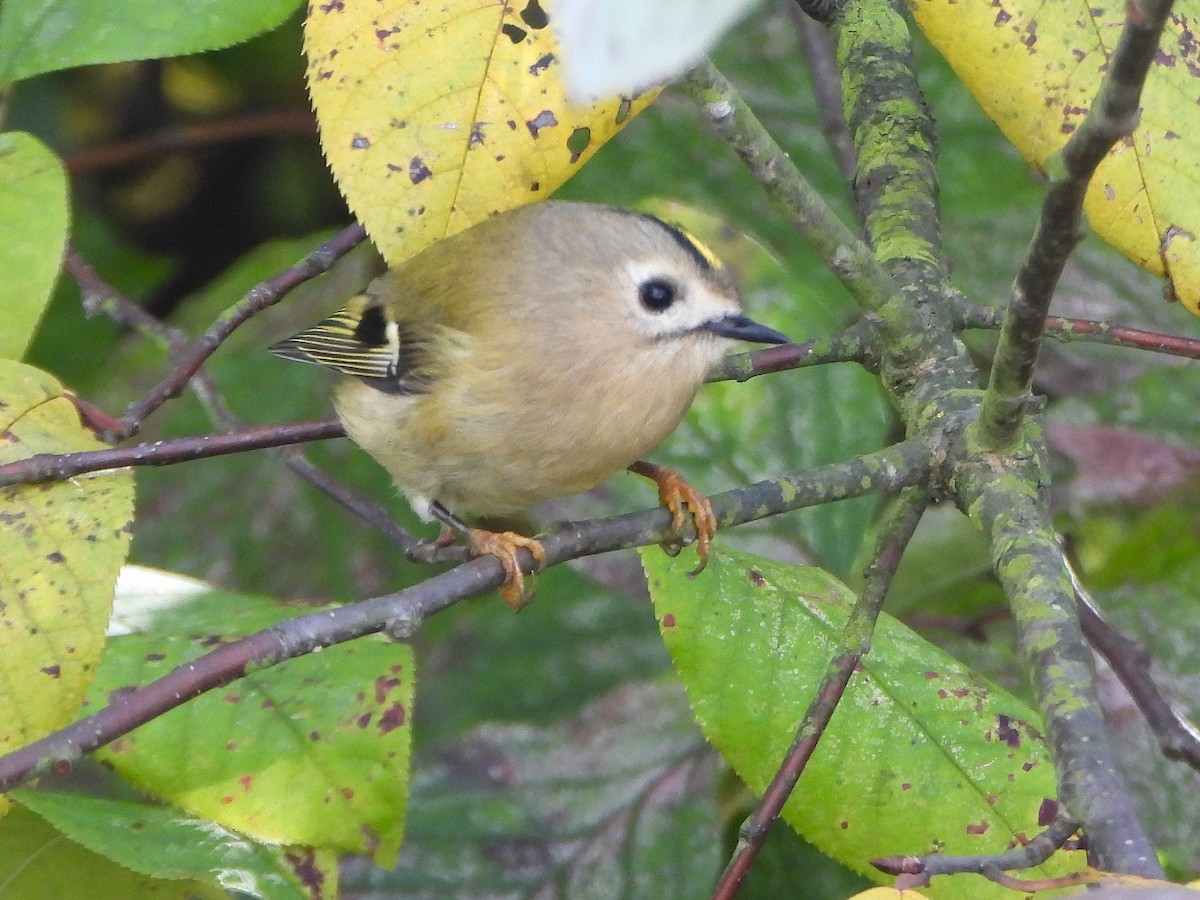 戴菊鳥 - ML644076908