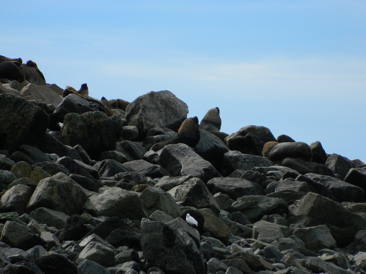 Snowy Sheathbill - ML644076916