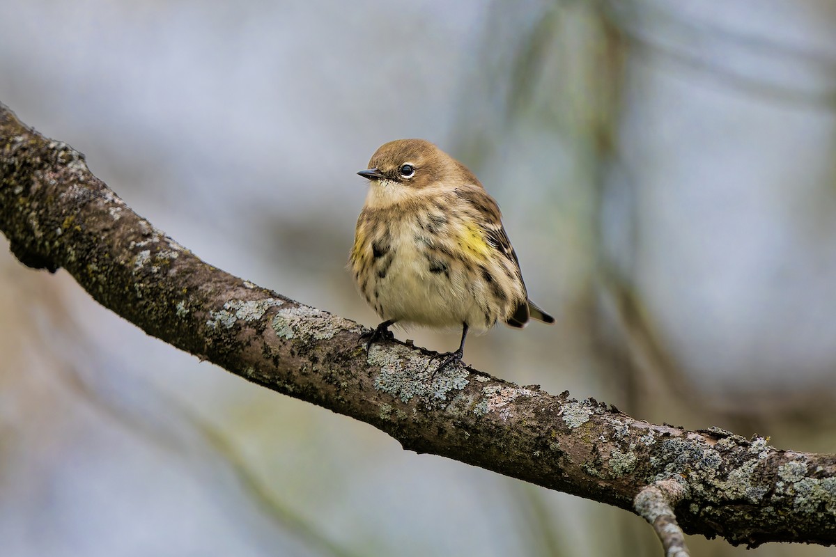 Yellow-rumped Warbler - ML644076918