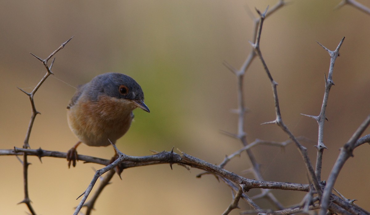 ニシアコウザンムシクイ - ML644076920