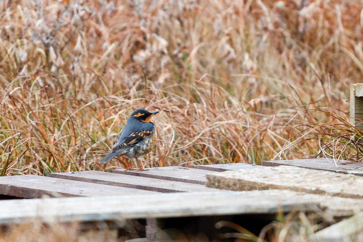 Varied Thrush - ML644076935