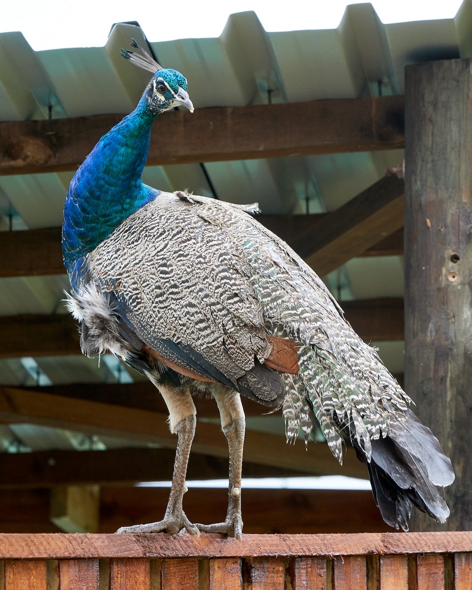 Indian Peafowl (Domestic type) - ML644076937