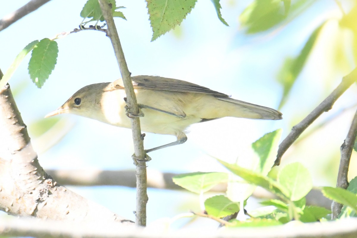 Eastern Olivaceous Warbler - ML644076938