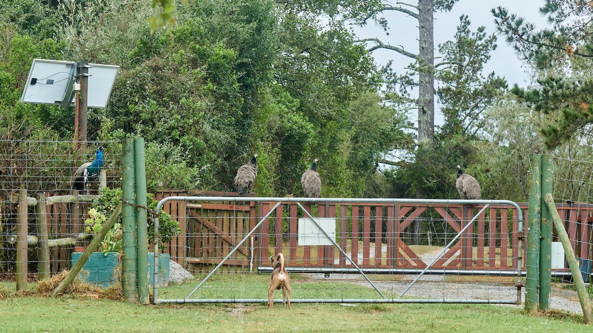 Indian Peafowl (Domestic type) - ML644076950