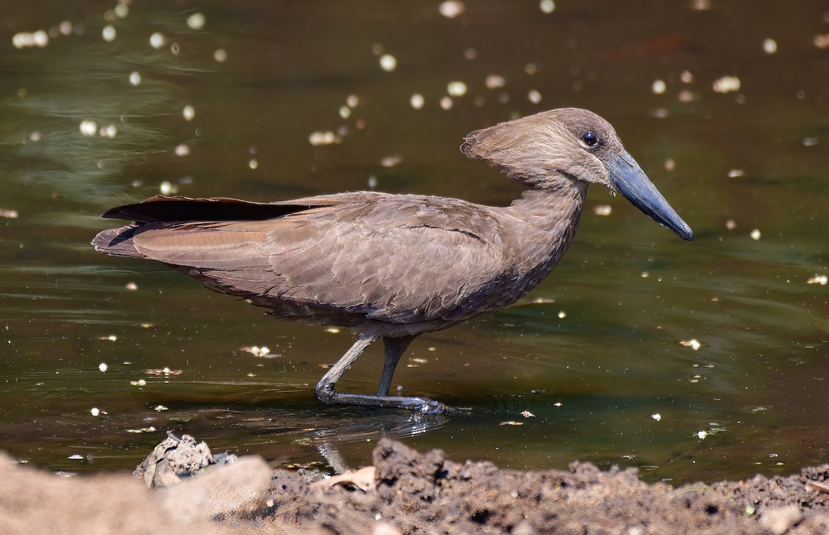Hamerkop - ML644076959