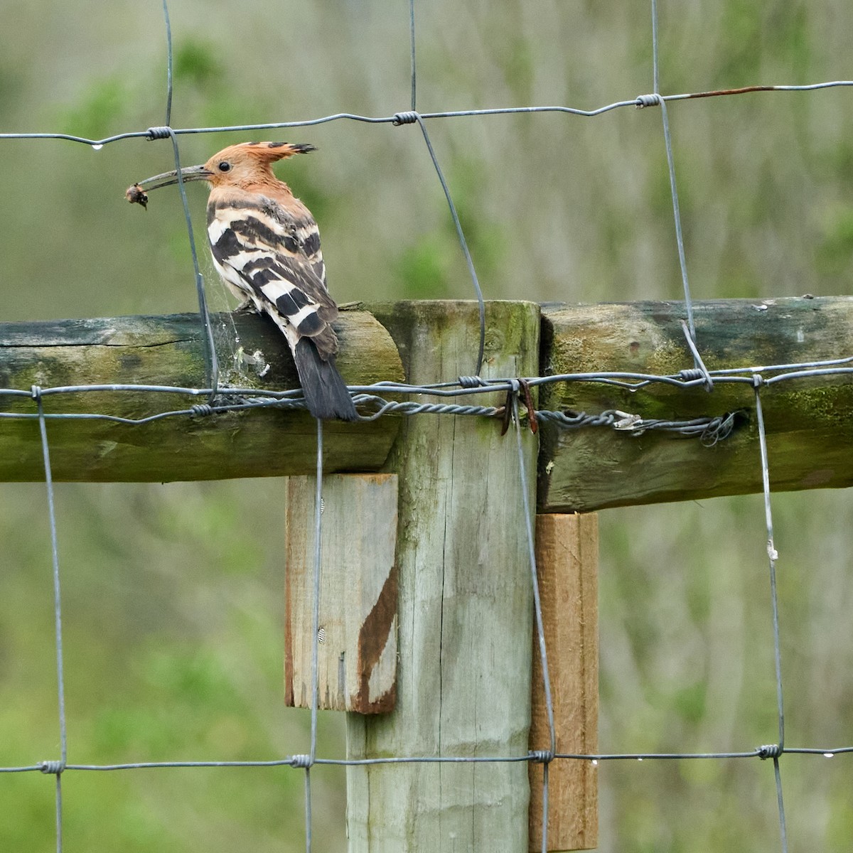 Common Hoopoe (African) - ML644076960
