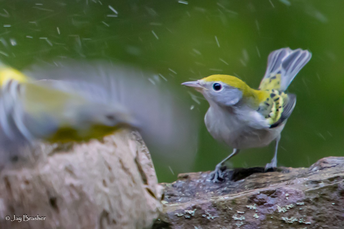 Chestnut-sided Warbler - ML644076962