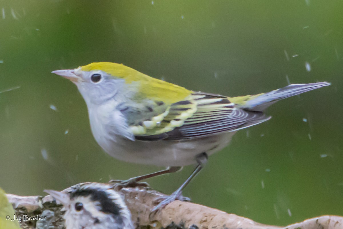 Chestnut-sided Warbler - ML644076963