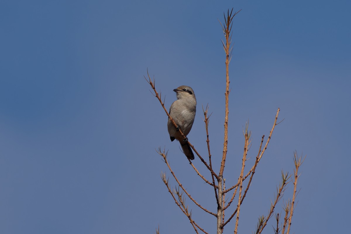 Northern Shrike - ML644076966