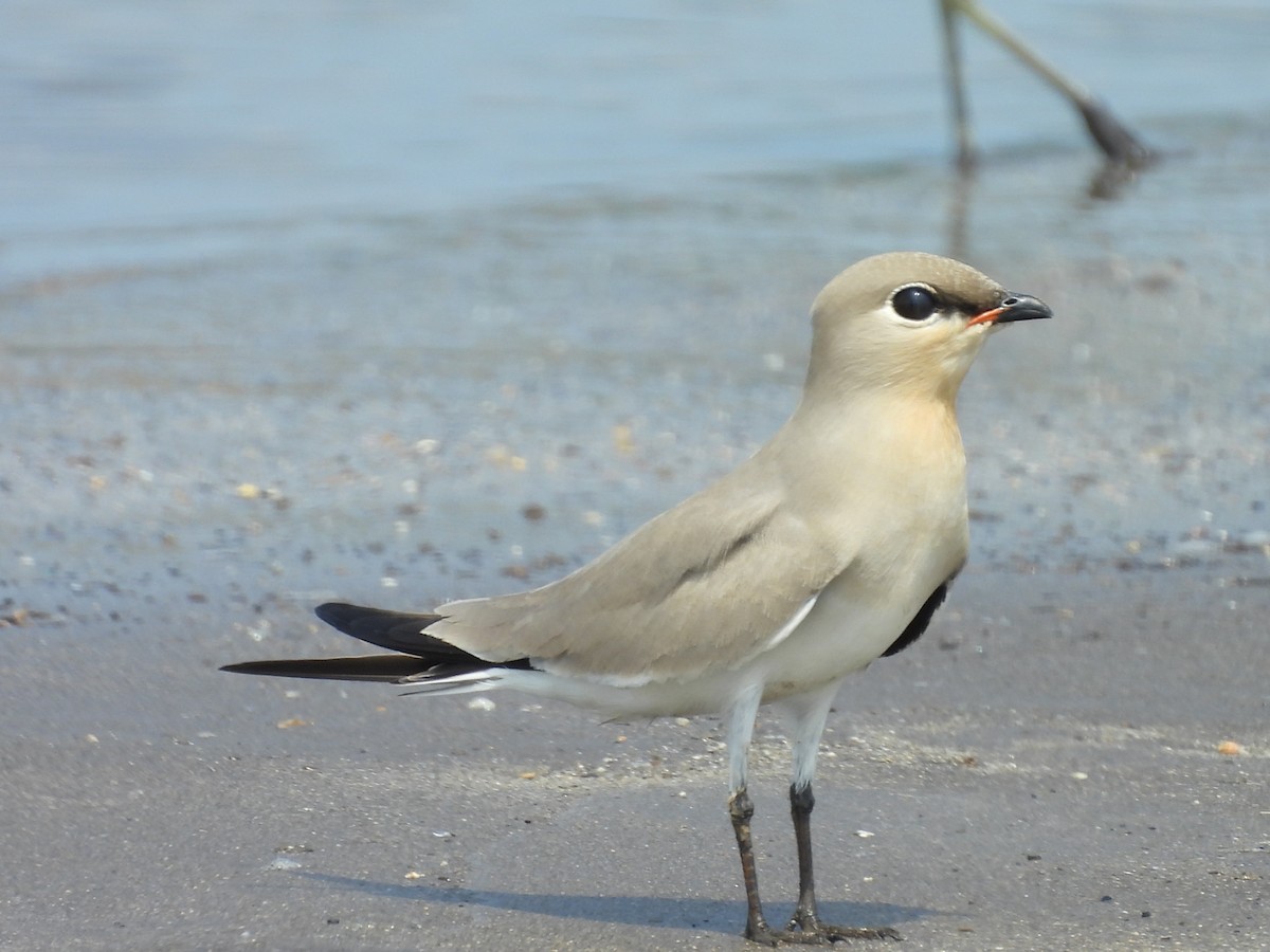 Small Pratincole - ML644076968