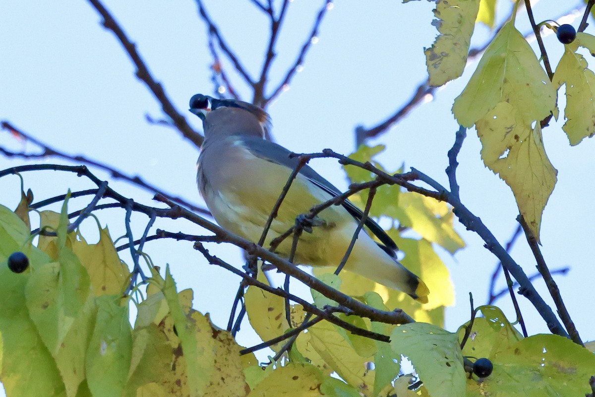 Cedar Waxwing - ML644076969