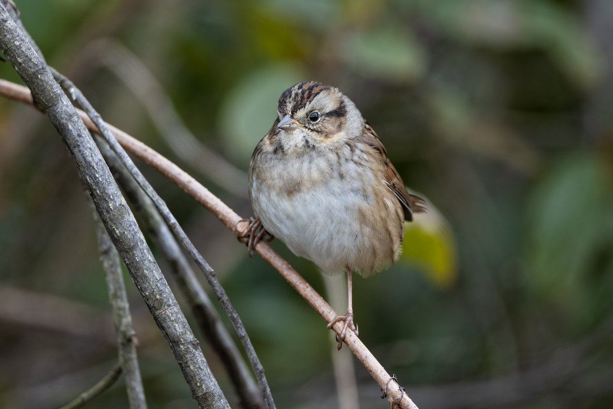 Swamp Sparrow - ML644076970