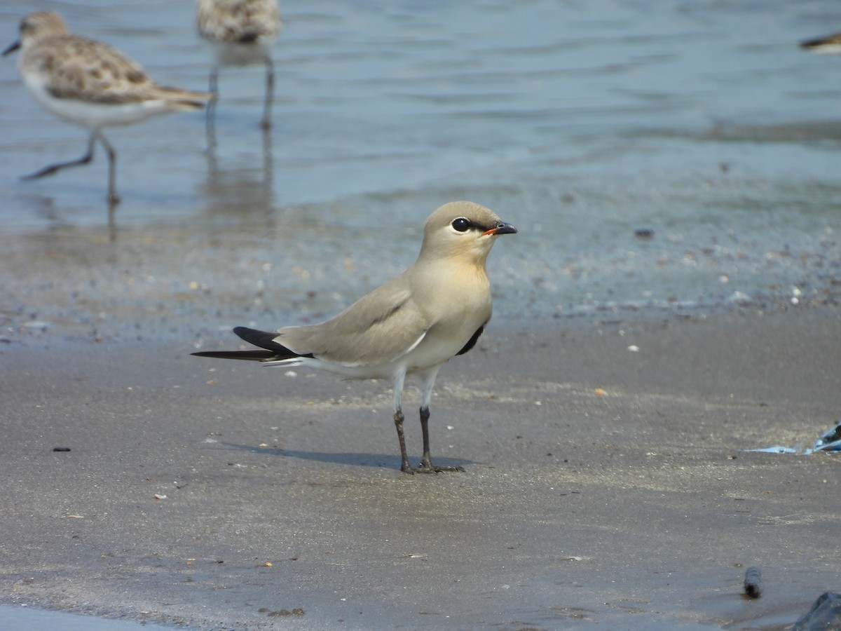 Small Pratincole - ML644076972