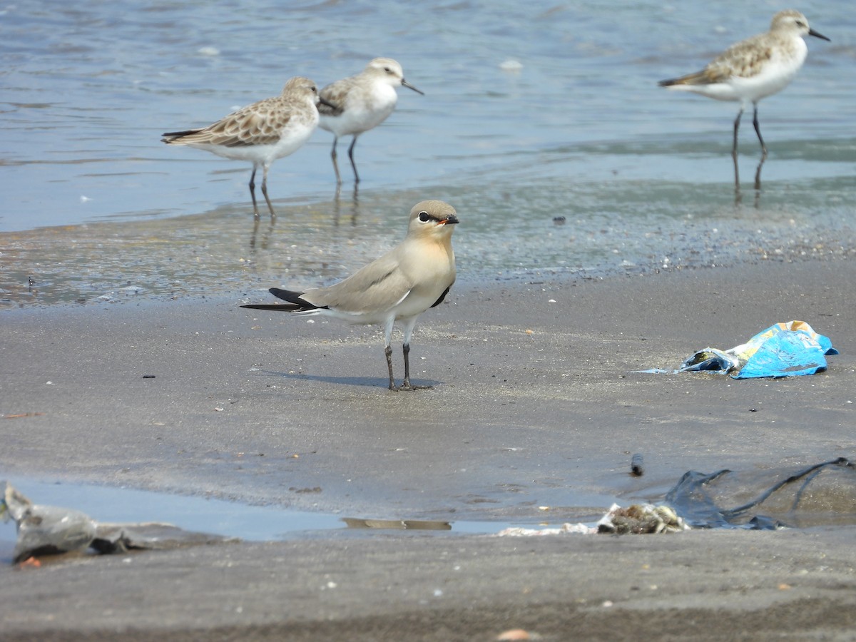 Small Pratincole - ML644076973