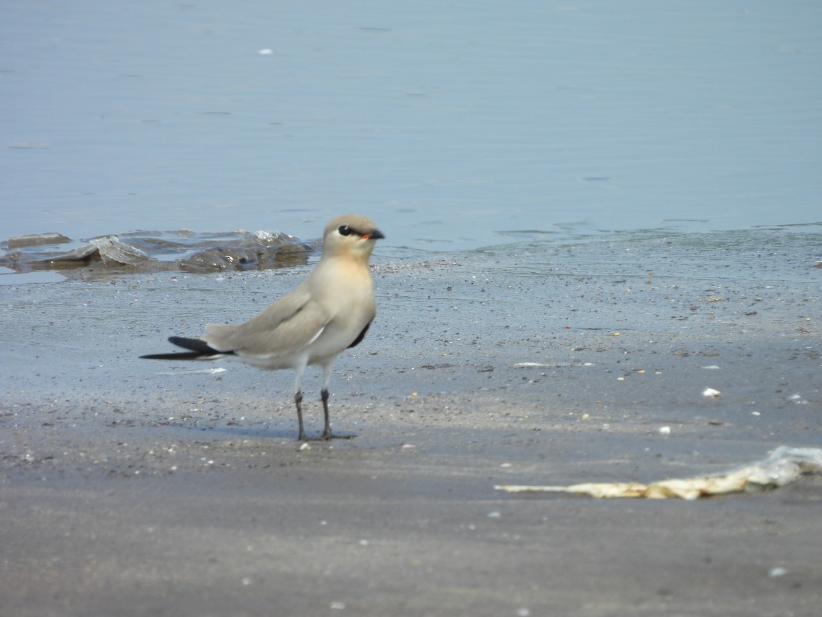 Small Pratincole - ML644076974