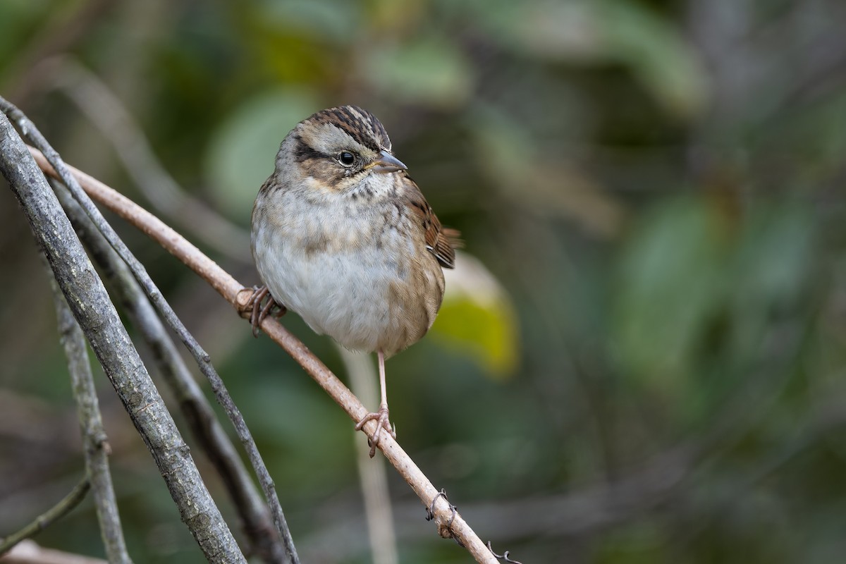 Swamp Sparrow - ML644076976