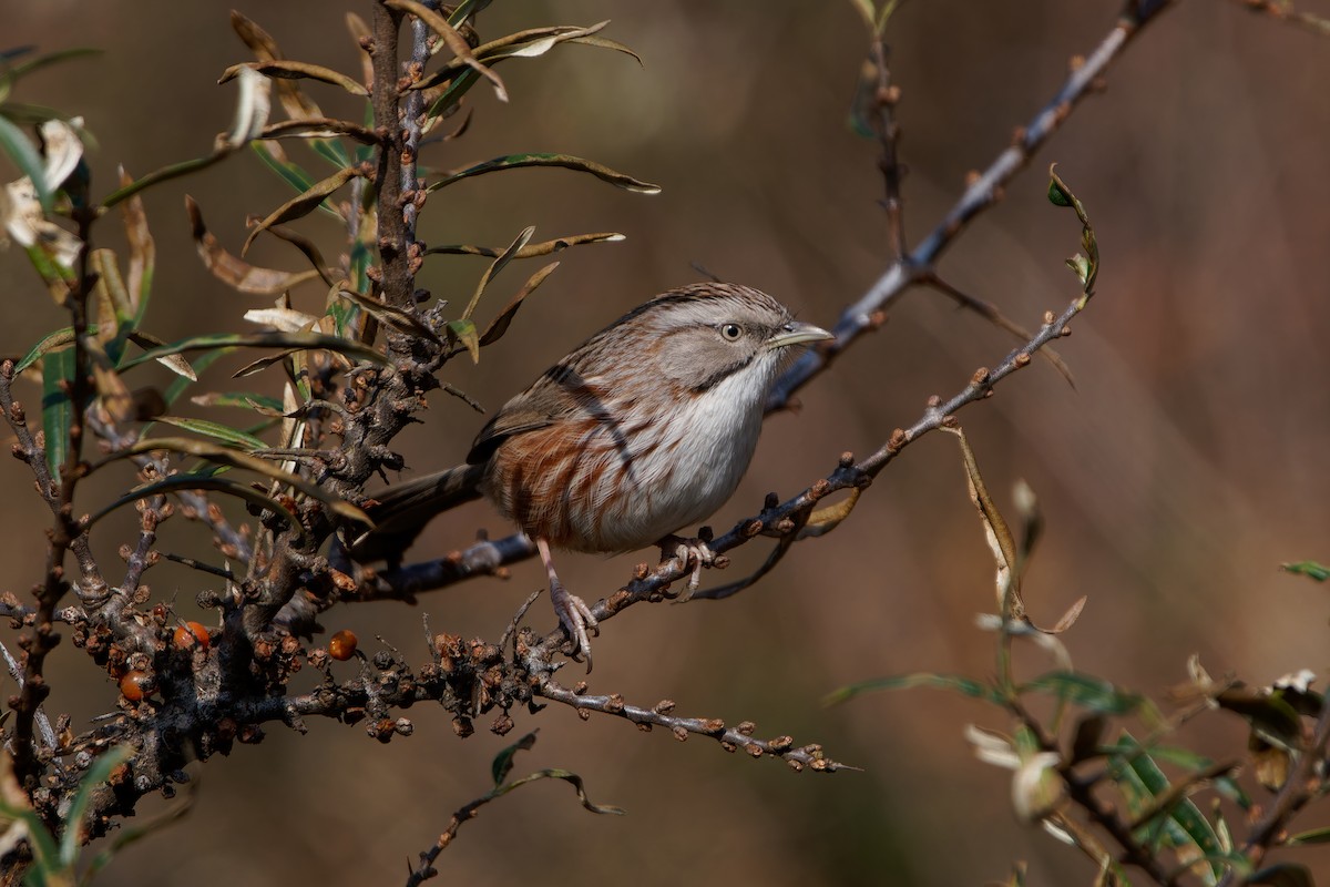 Beijing Babbler - ML644076977