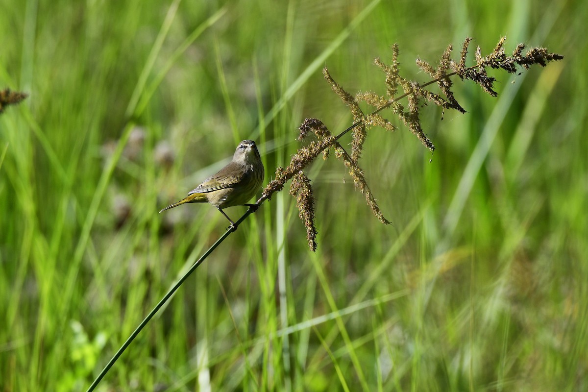 Paruline à couronne rousse - ML644076992
