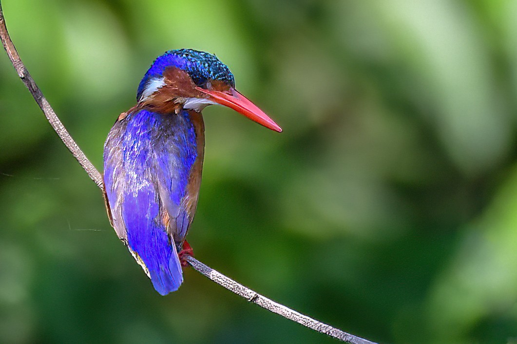 Malachite Kingfisher - ML644076993