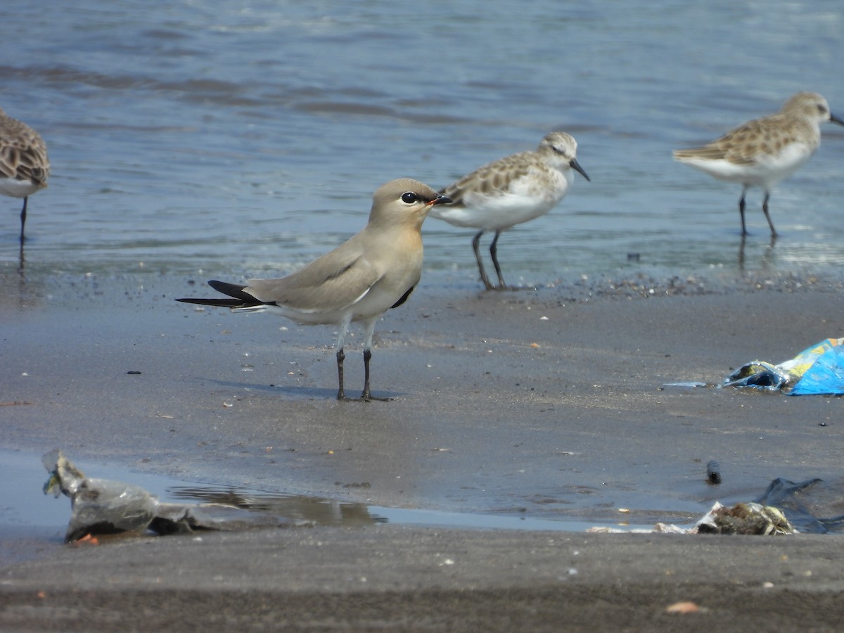 Small Pratincole - ML644076995