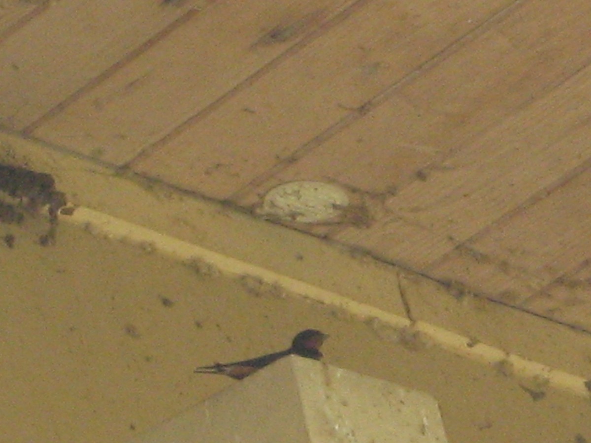 Golondrina Risquera - ML644077001